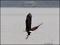_2SB2518 american bald eagle with fish
